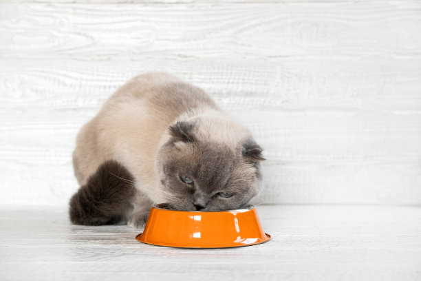 猫在吃食物。苏格兰折耳灰猫在白色木墙的衬托下吃着橙色钢碗里的食物。关闭了。饿猫在家。可爱的家养动物。侧视图，复制空间。宠物护理。猫喂食图片下载