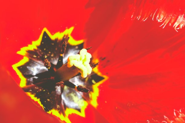 红色郁金香的雄蕊和花粉特写图片下载