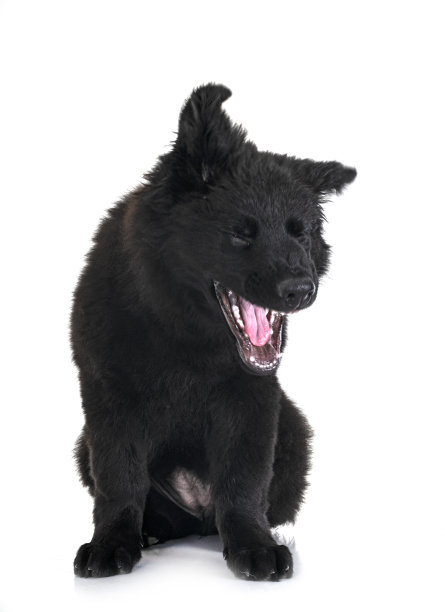 年轻的德国牧羊犬图片下载
