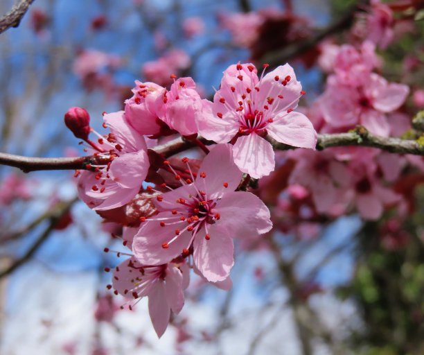 美丽的梅花明亮的特写粉红色的花图片下载