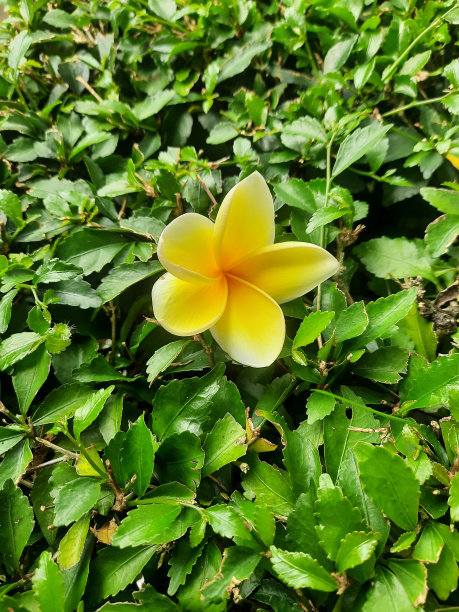 黄色的鸡蛋花落在绿叶上图片下载