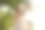 年轻的亚洲女子在公园用手机自拍。在郁郁葱葱的绿色森林里，美女视频通话图片下载