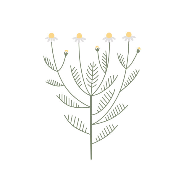 矢量颜色洋甘菊野花插图。手绘雏菊枝与花和叶子隔离在白色的背景。草药和芳香疗法图片下载