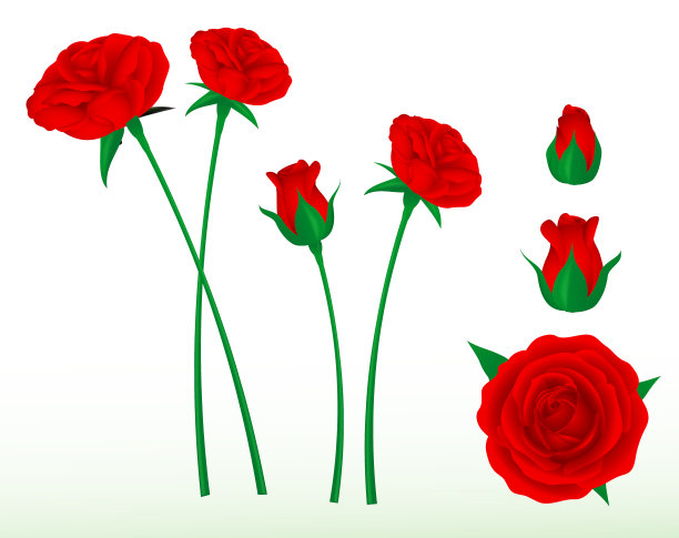 红玫瑰a图片下载