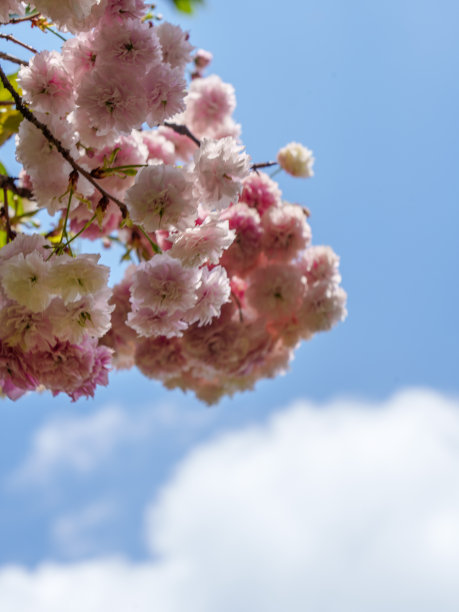 粉红色的樱花在春天盛开图片下载