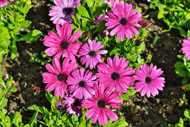 春暖花开图片下载