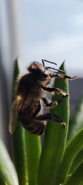 草地上的蜜蜂图片下载