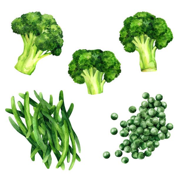 生的绿色蔬菜。水彩插图图片下载