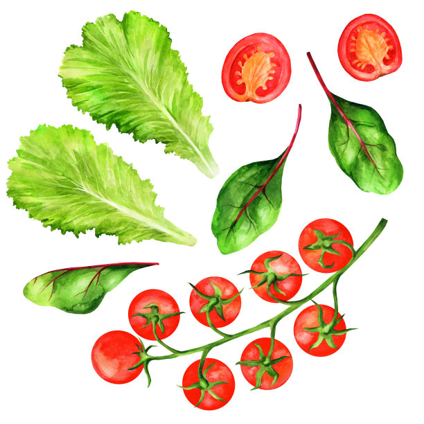 放入圣女果和新鲜生菜叶。水彩插图图片下载