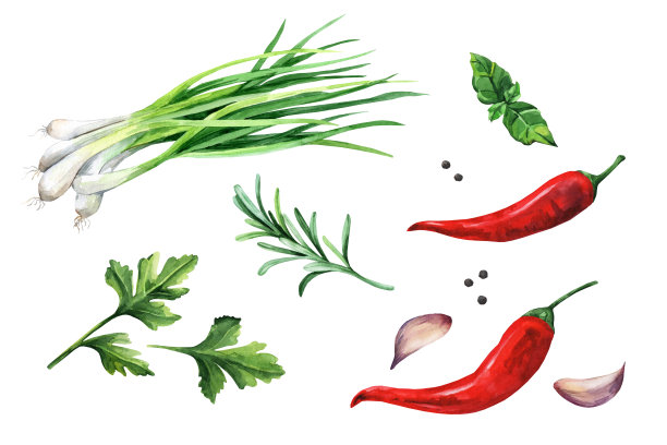 一套香草和香料。水彩集合图片下载