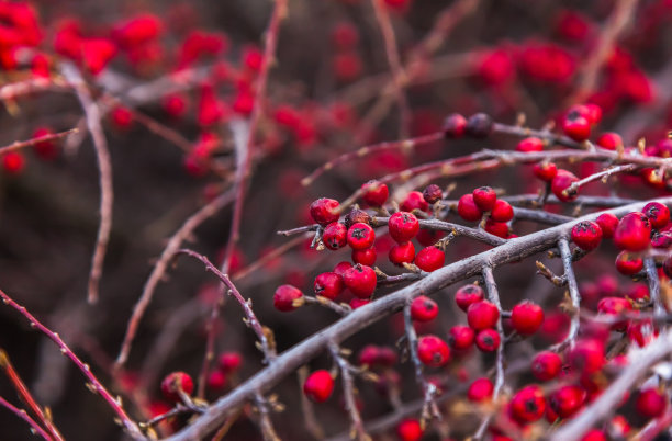 成熟的红浆果生长在没有叶子的干燥灌木上。图片下载