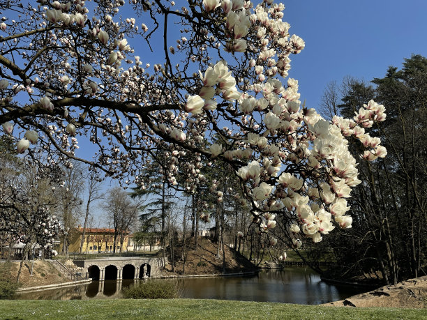 白玉兰在别墅费拉里奥公园在科贝塔-伦巴第图片下载