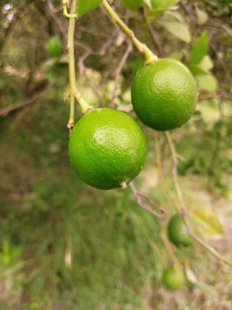 绿色柠檬挂在柠檬树上的植物limoia, limmao, llimona, limone, limun, citron, citroen, citrono, sidrun, sitruuna, citron, sitwon, neemboo特写图片图片库存照片图片下载