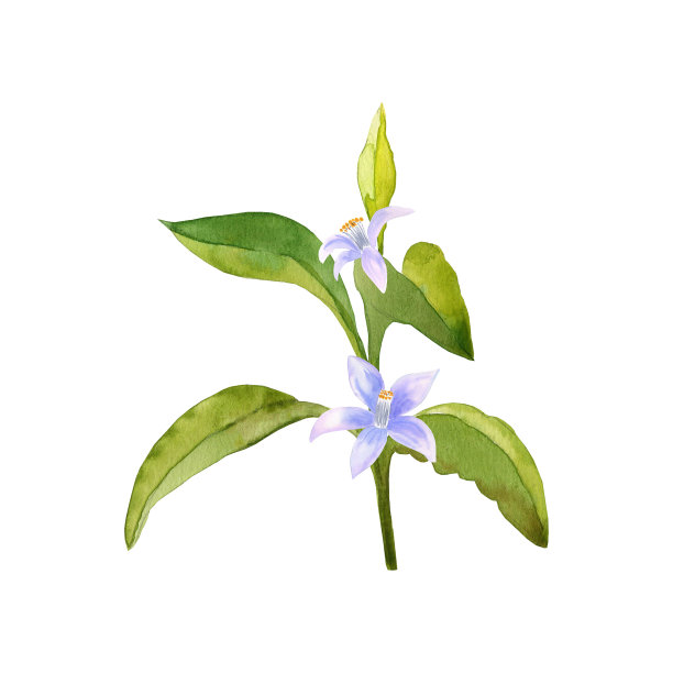 开花的柑橘树枝水彩画。绿色的叶子和白色的花朵手绘在一个孤立的背景。图片下载