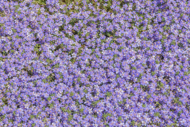 一组小丁香花图片下载