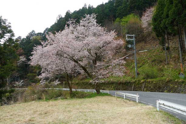 樱桃树图片下载