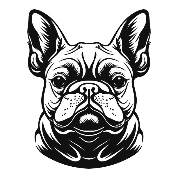 法国斗牛犬。狗的脸。图片下载