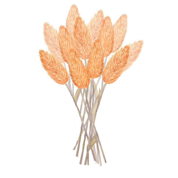 带有黄色干草本花的花束。手绘水彩插图孤立在白色背景。用于设计明信片、海报、贴纸图片下载