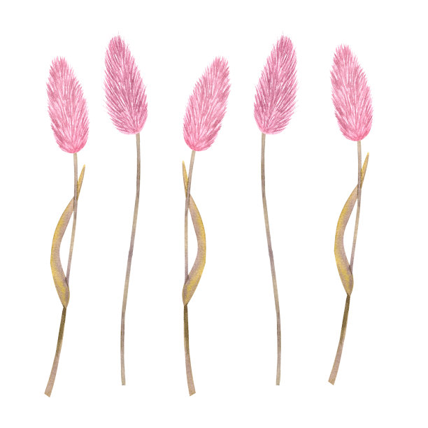 粉红色干草本花的茎。手绘水彩插图孤立在白色背景。用于设计明信片、海报、贴纸图片下载