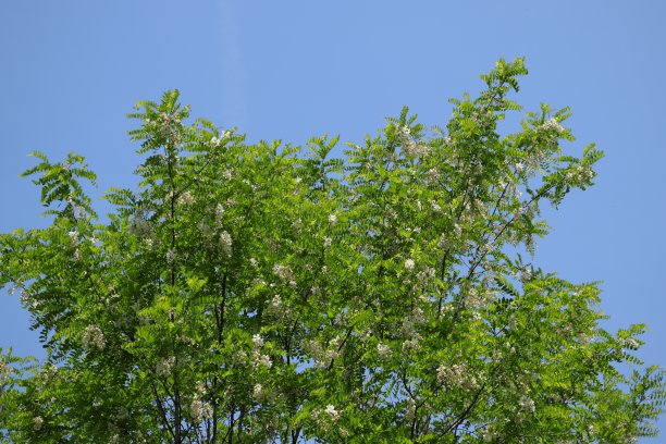 春季开花的刺槐(Robinia pseudoacacia)树图片下载