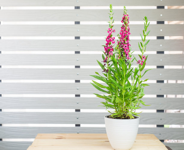 木桌花盆里的白芷、洋地黄。粉红色的金鱼花盛开，孤立的白色条形墙背景。美丽的花盆花园室内装饰图片下载