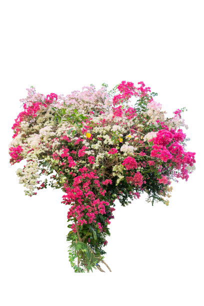 大灌木九重葛与孤立的白色背景与复制空间和剪辑路径。图片下载