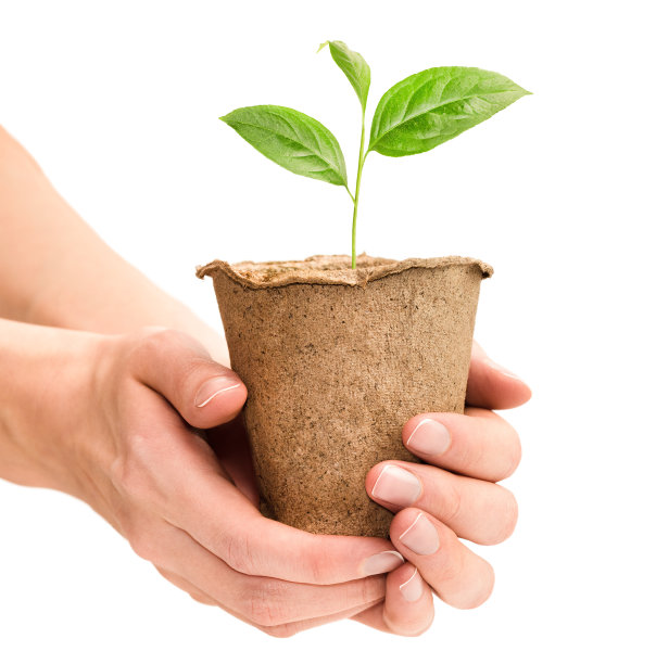 泥炭锅，手里拿着嫩芽图片下载