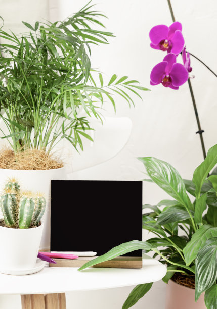 白色背景上的室内植物、粉笔板和蜡笔图片下载