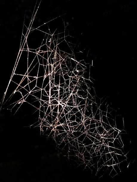 人像背景图案蜘蛛网，蜘蛛网隔离黑色图片下载