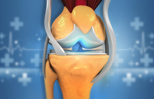 人体膝关节解剖图片下载