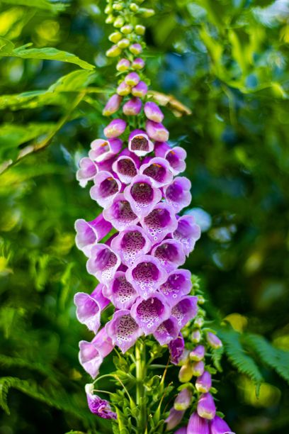 公园里女士手套花的垂直照片图片下载