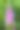 公园里女士手套花的垂直照片图片下载