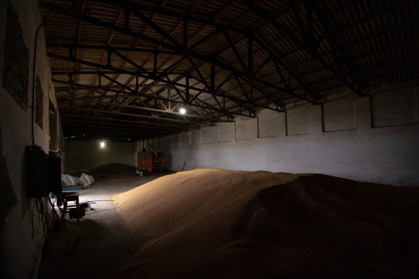 成堆的小麦谷物在磨坊储存或谷物升降机。食品市场上的主要商品组图片下载