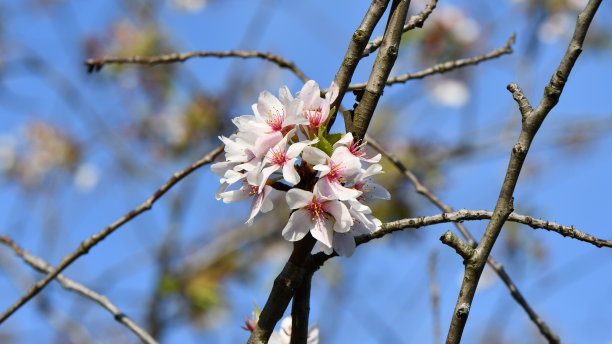 樱花图片下载