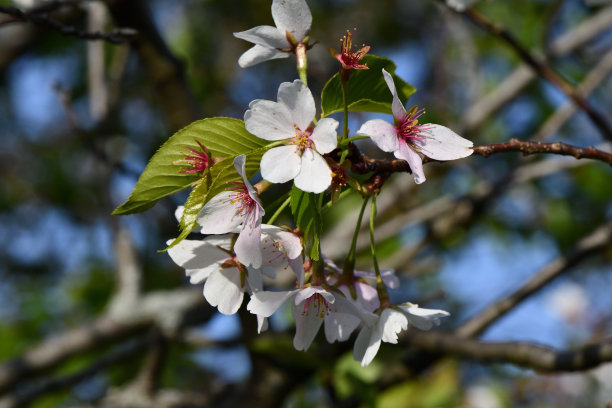 樱花图片下载