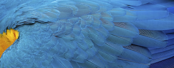 蓝色和黄色金刚鹦鹉美丽的背部羽毛特写，异国情调的自然纹理背景，不同的蓝色和黄色，拉戈阿达斯阿拉拉斯，马托格罗索州，巴西图片下载