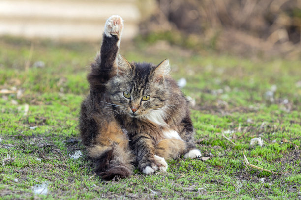 一只猫在草地上伸懒腰图片下载