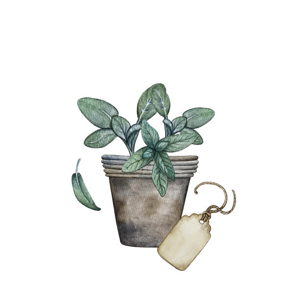 鼠尾草成分图片下载