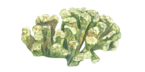 白色背景上孤立的绿色水下珊瑚。水彩插图的海洋植物和珊瑚虫。热带珊瑚图。设计元素适用于明信片、包装、壁纸。图片下载