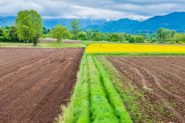 油菜籽字段。图片下载