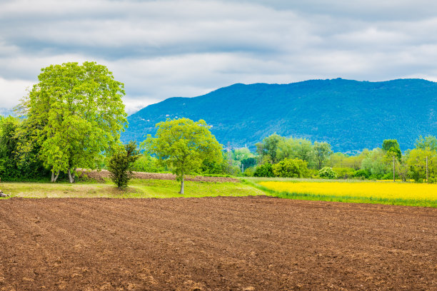 油菜籽字段。图片下载