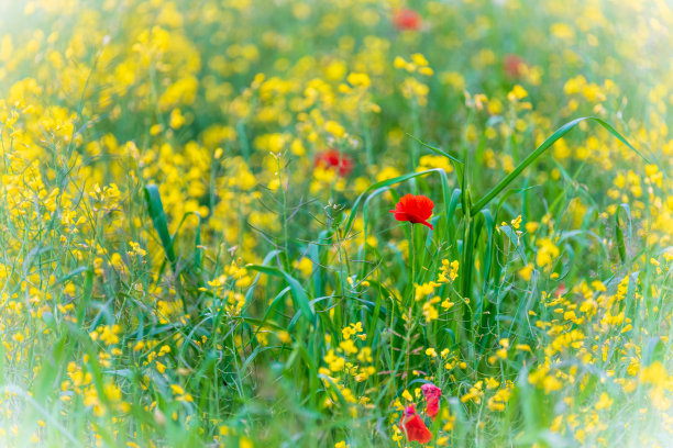油菜籽字段。图片下载