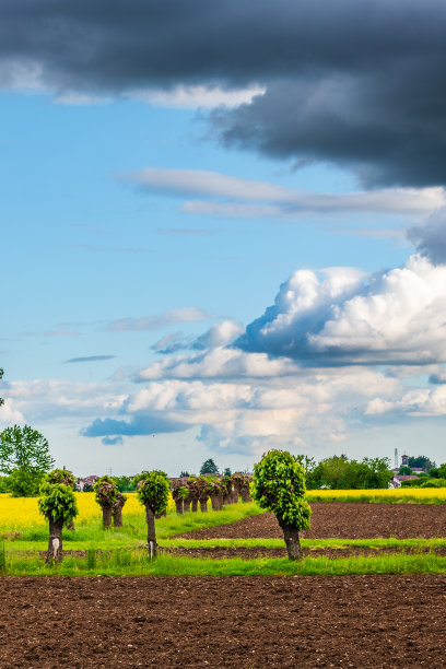 油菜籽字段。图片下载