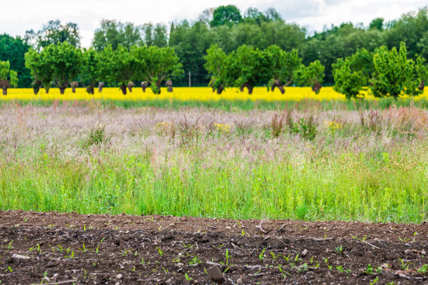 油菜籽字段。图片下载