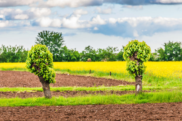油菜籽字段。图片下载