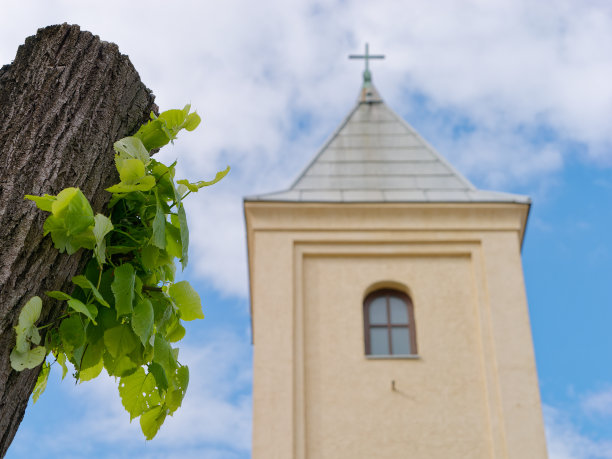一棵绿叶树的特写照片，背景是教堂的尖塔图片下载