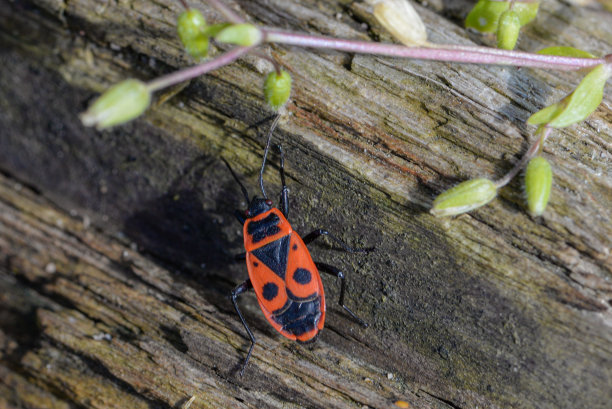 昆虫的微距照片。甲虫,蜜蜂。爱护环境。图片下载