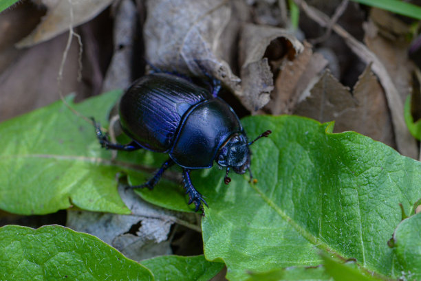 昆虫的微距照片。甲虫,蜜蜂。爱护环境。图片下载