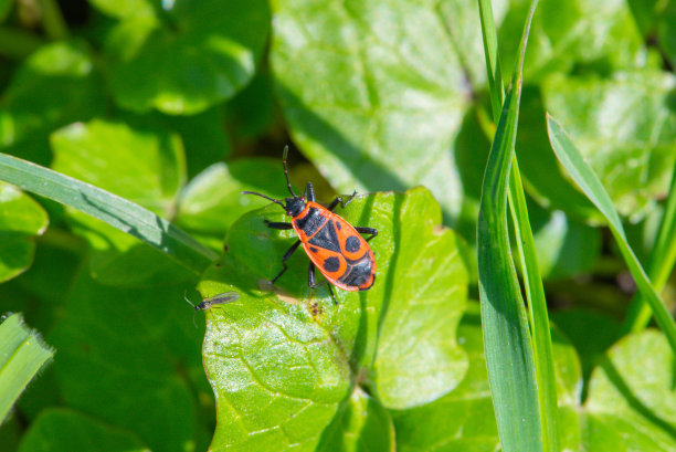 微距照片的一朵花，背景，纹理。爱护环境。图片下载