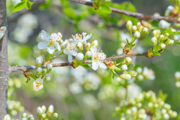 微距照片的一朵花，背景，纹理。爱护环境。图片下载